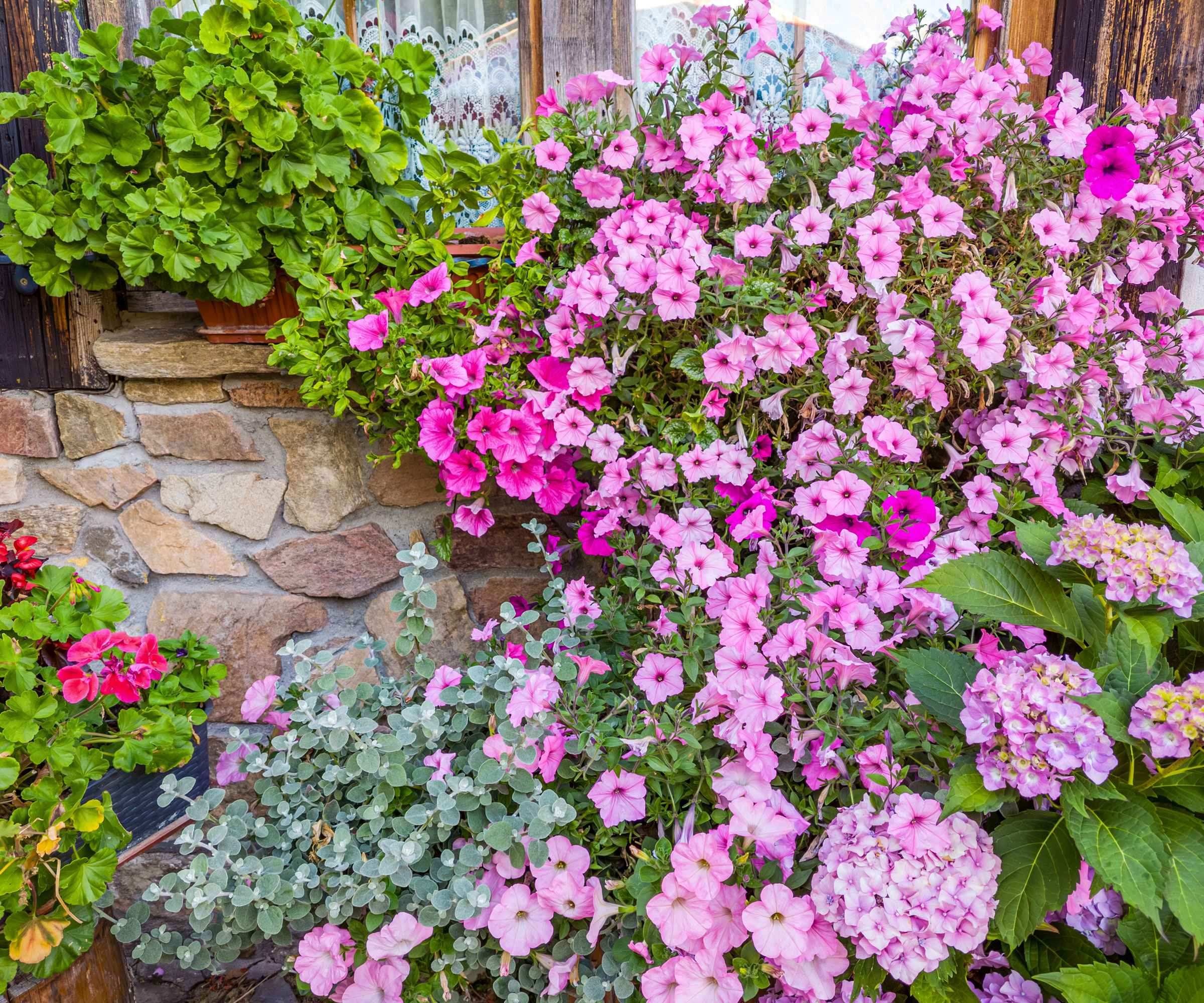 calibrachoa plants with bright pink flowers growing alongside others in window display