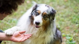 Dog gives owner its paw