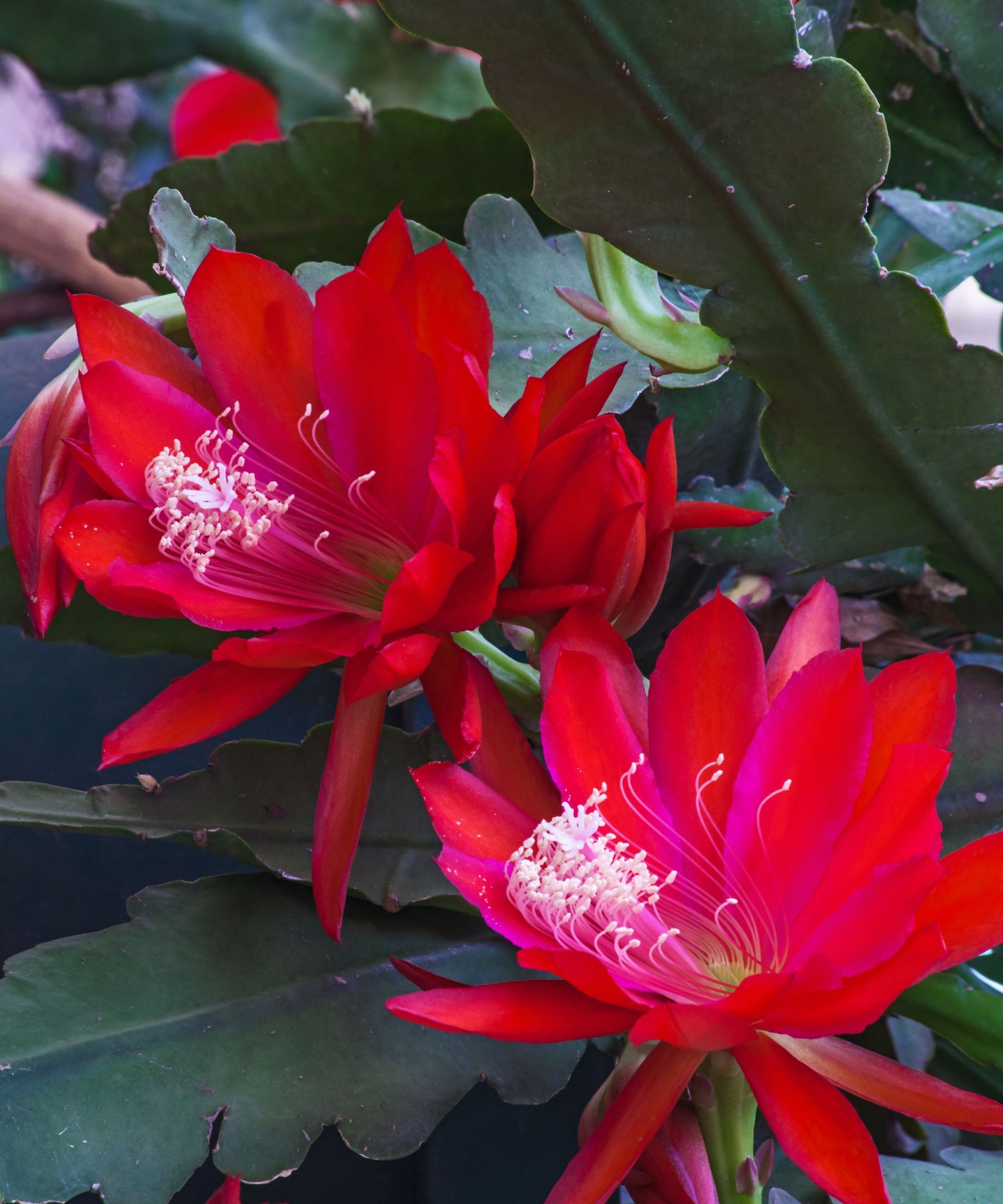 Thanksgiving Cactus vs Christmas Cactus: what is the difference ...