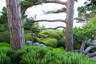 Topiary using Lonicera nitida