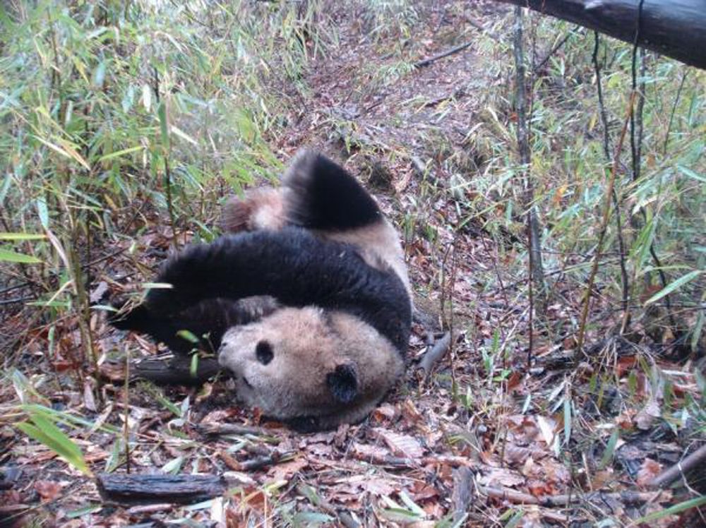 A giant panda, camera traps