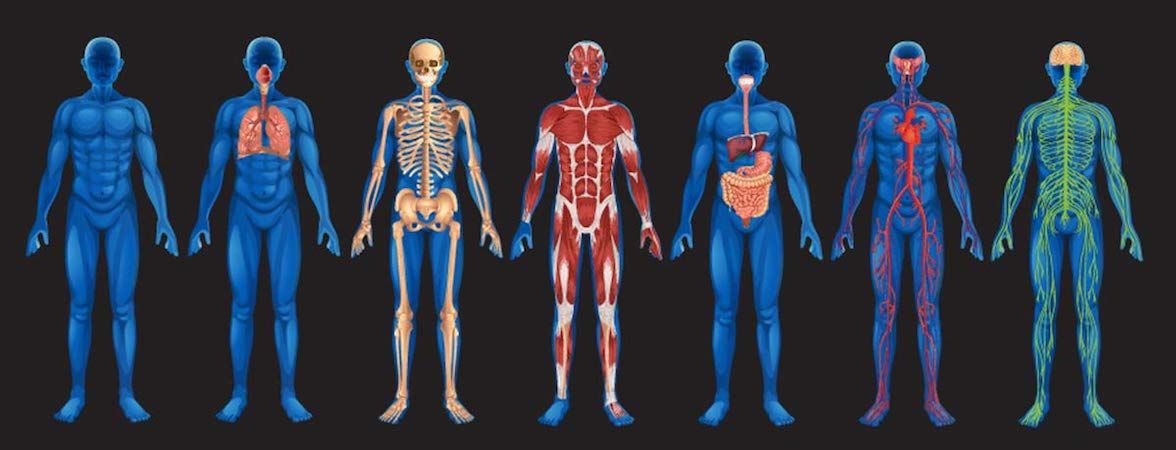 human body systems