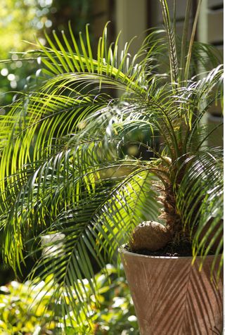Best indoor tree: pygmy date palm