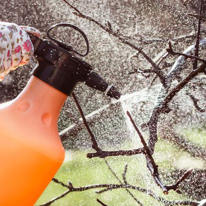 fruit tree being sprayed with dormant oil spray in winter