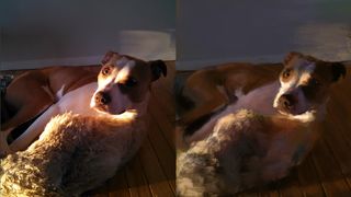 Reference images: two images of a dog
