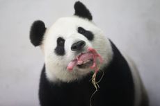 giant-panda-cub