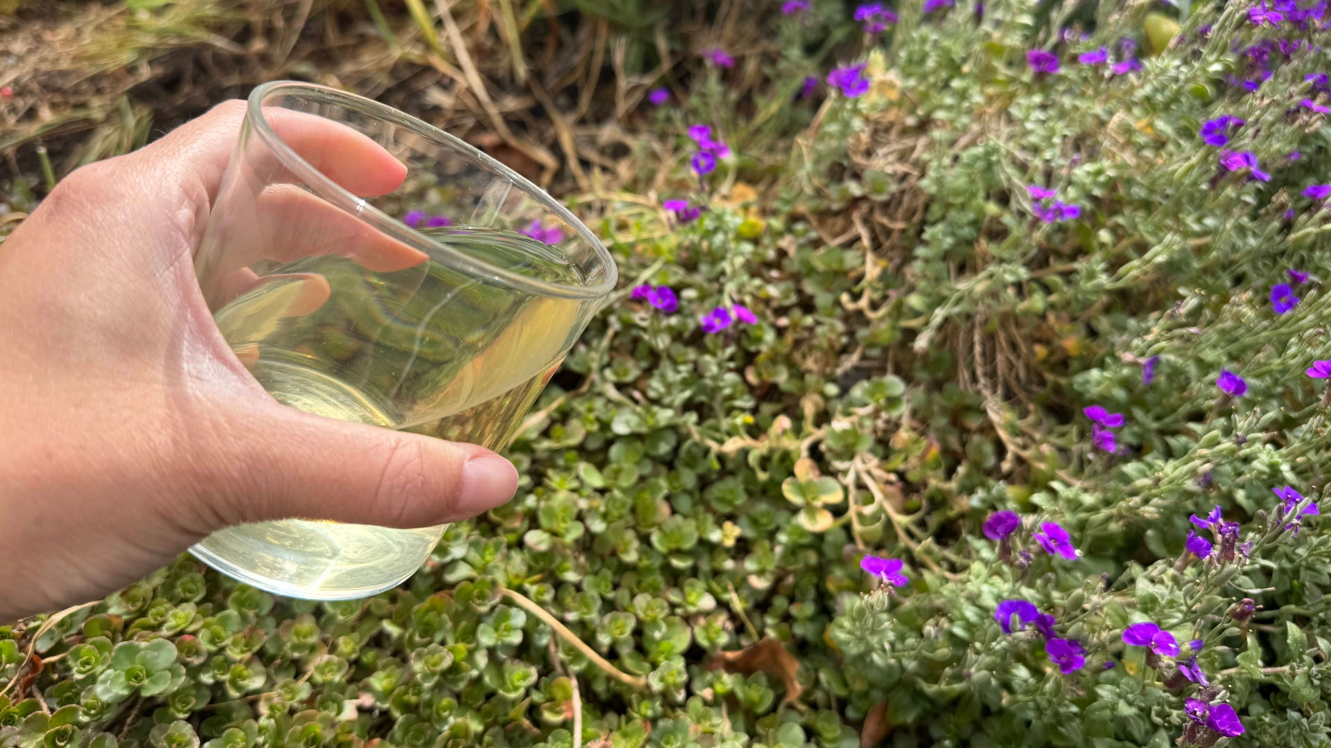 Potato peel water being poured on plants