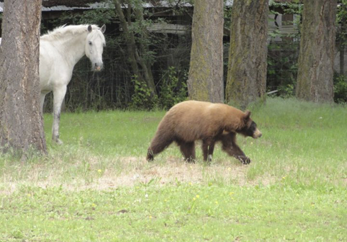 horse with bear