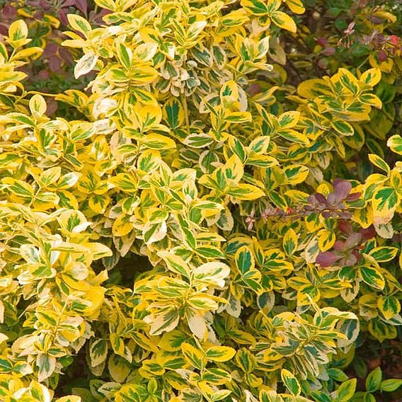Euonymus Fortunei 'emerald 'n' Gold'