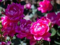 Brown Spots On Pink Knockout Rose Bush