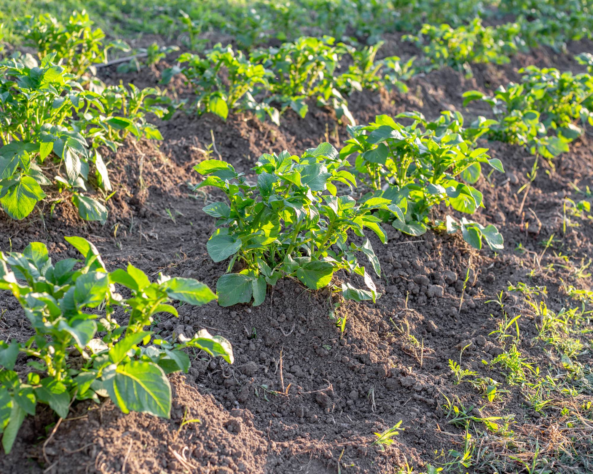 Hilled potato plants