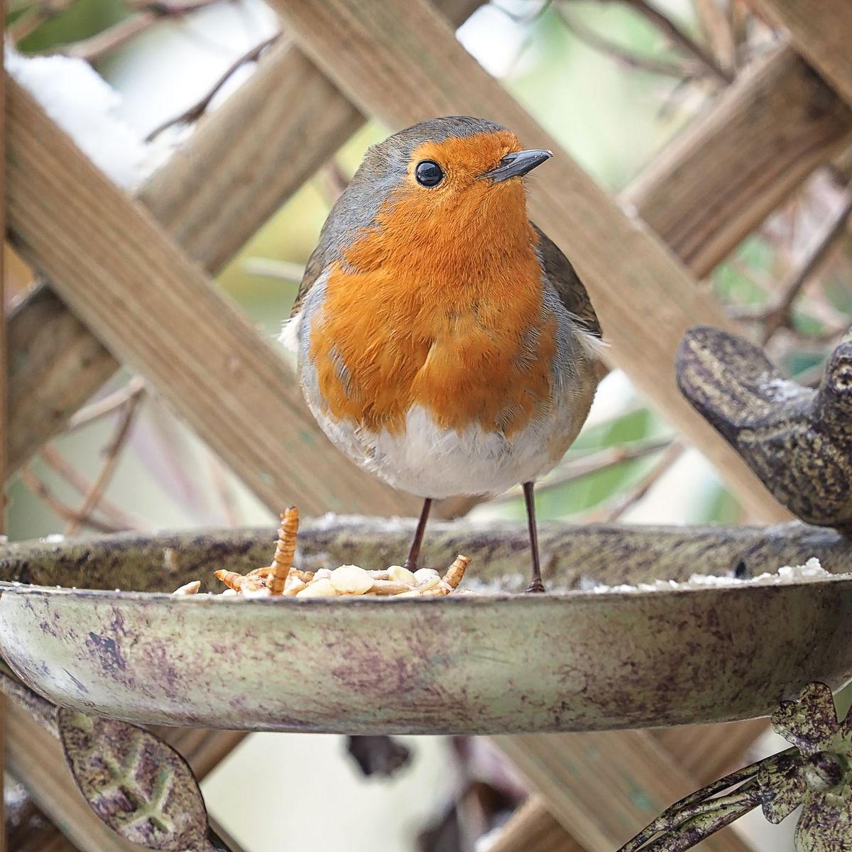 La RSPB invite les gens à passer une heure à compter les oiseaux en janvier 