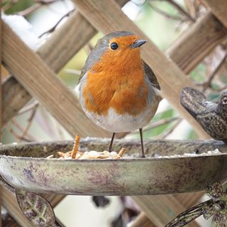 Robin sitting in bird feeder