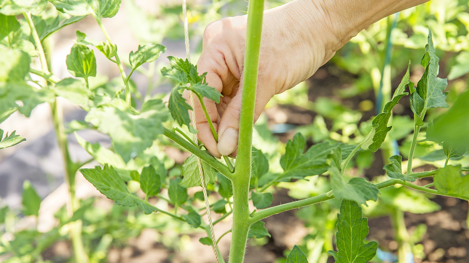 Gardener removes tomato sucker with fingers