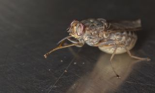 tsetse fly female