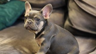A french bulldog puppy on the couch