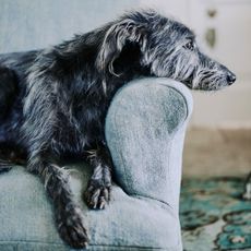 grey sofa with black hairs on black dog