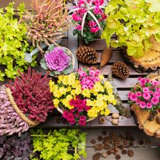 fall containers with green heuchera and mixed mums on wooden shelf with cones and heather