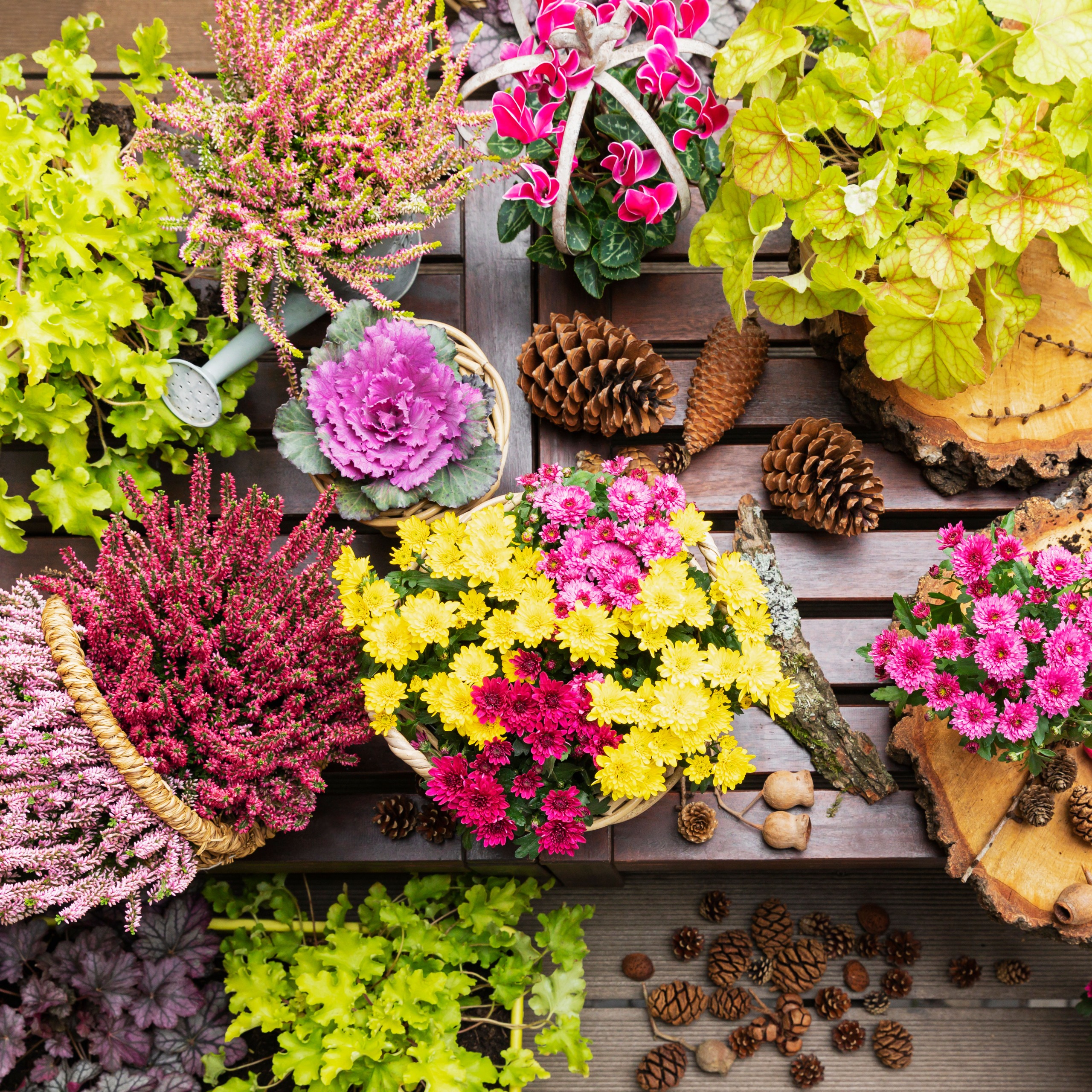 fall containers with green heuchera and mixed mums on wooden shelf with cones and heather