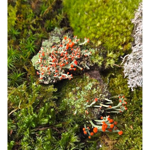 Tin Roof Treasure Super Fairy Garden Assortment Moss and Lichen for Terrarium, 6"x9" Bag