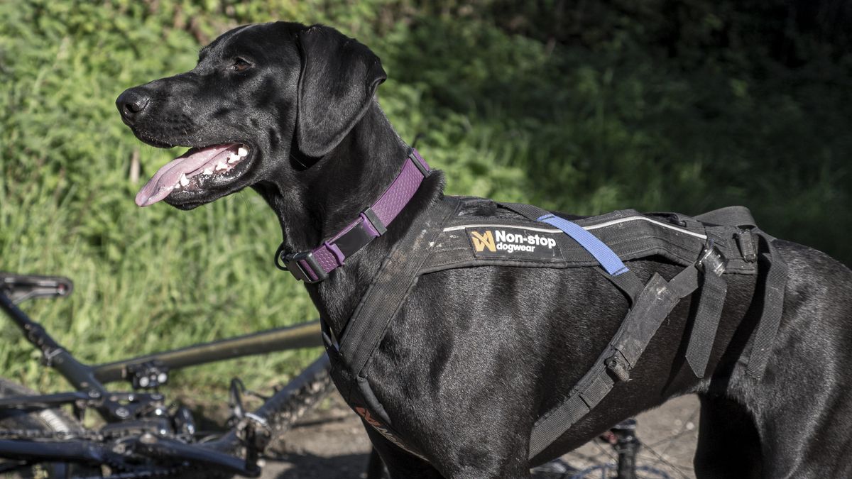 What is bikejoring? The sport every dogloving cyclist needs to know