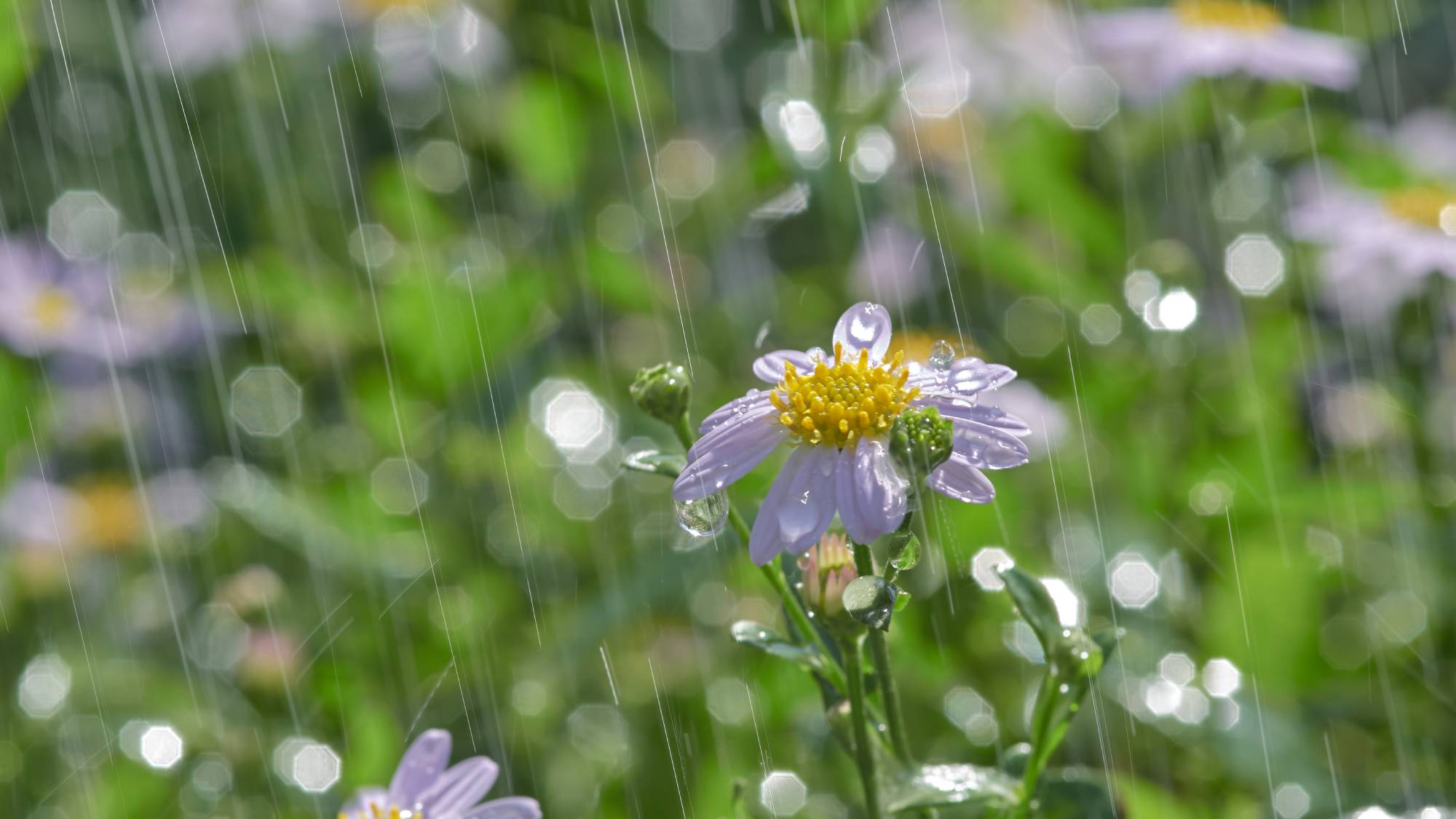 Small purple flowers with rain falling on them