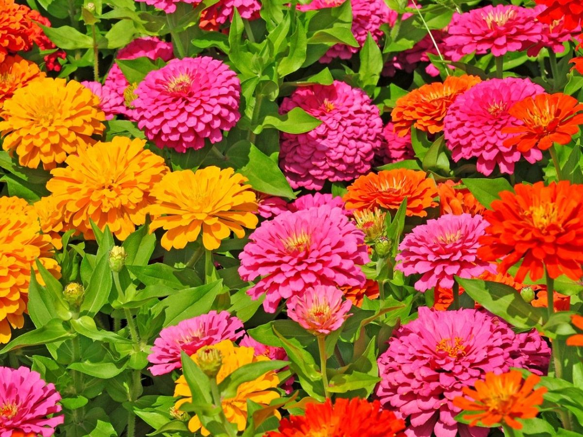 How To Grow Zinnias For LongLasting Blooms Gardening Know How