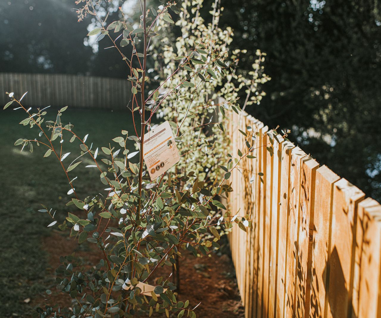 Best fast-growing trees for privacy: 5 for a garden screen | Homes and ...
