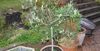 potted olive tree in a garden to support an expert guide on how to overwinter olive trees