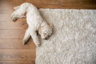 A white poodle dog lying on a white shaggy rug on a wooden floor.