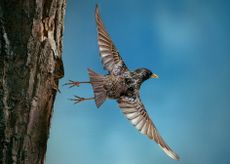 Starling (Sturnus vulgaris) flying from nest. ©Stephen Dalton/naturepl.com