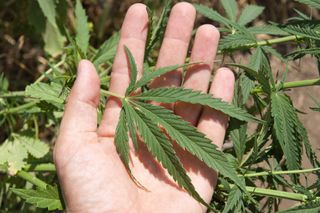 cannabis leaf, marijuana plant, pot, drugs, THC
