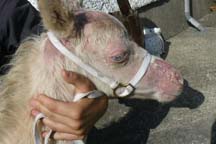 bald_foal.jpg