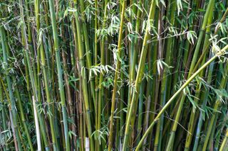 how to grow bamboo: