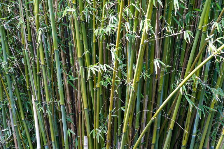 How to grow bamboo: expert tips on adding natural screening to your ...