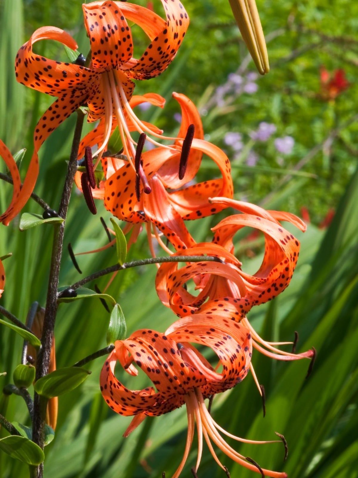 Spotted Orange Turk&amp;#39;s Cap Lilies