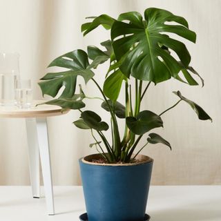A large monstera in a blue pot