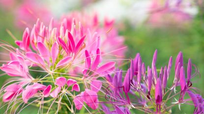 Pink and purple cleome flowers