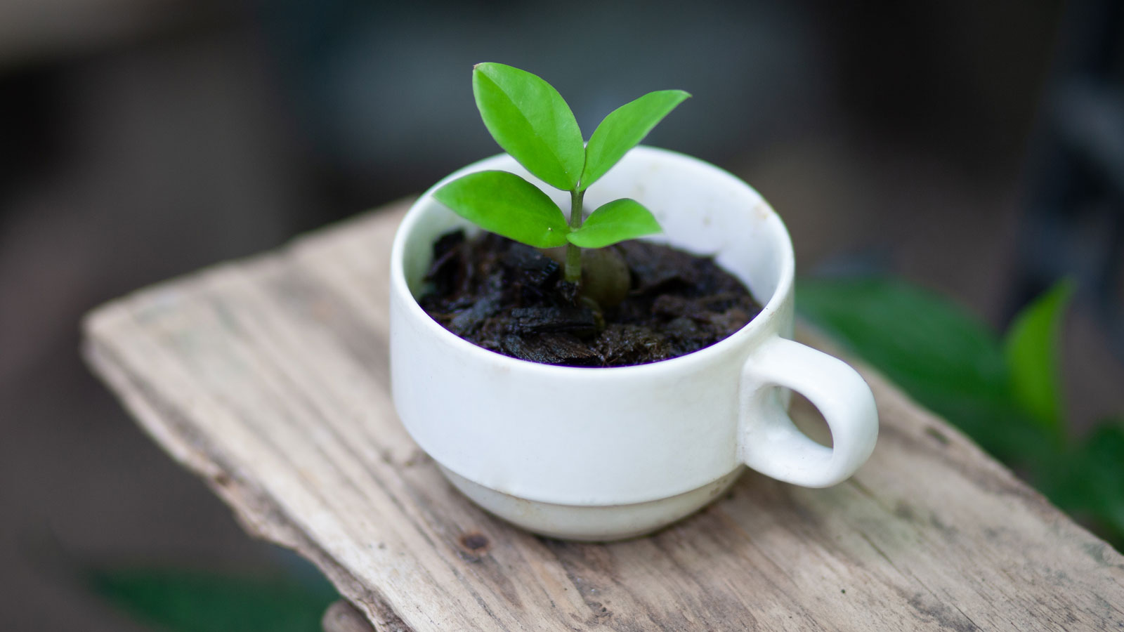 cup of coffee grounds with small plant inside