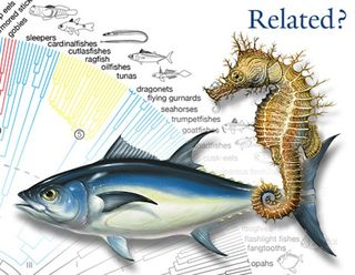 tuna and seahorses cousins?