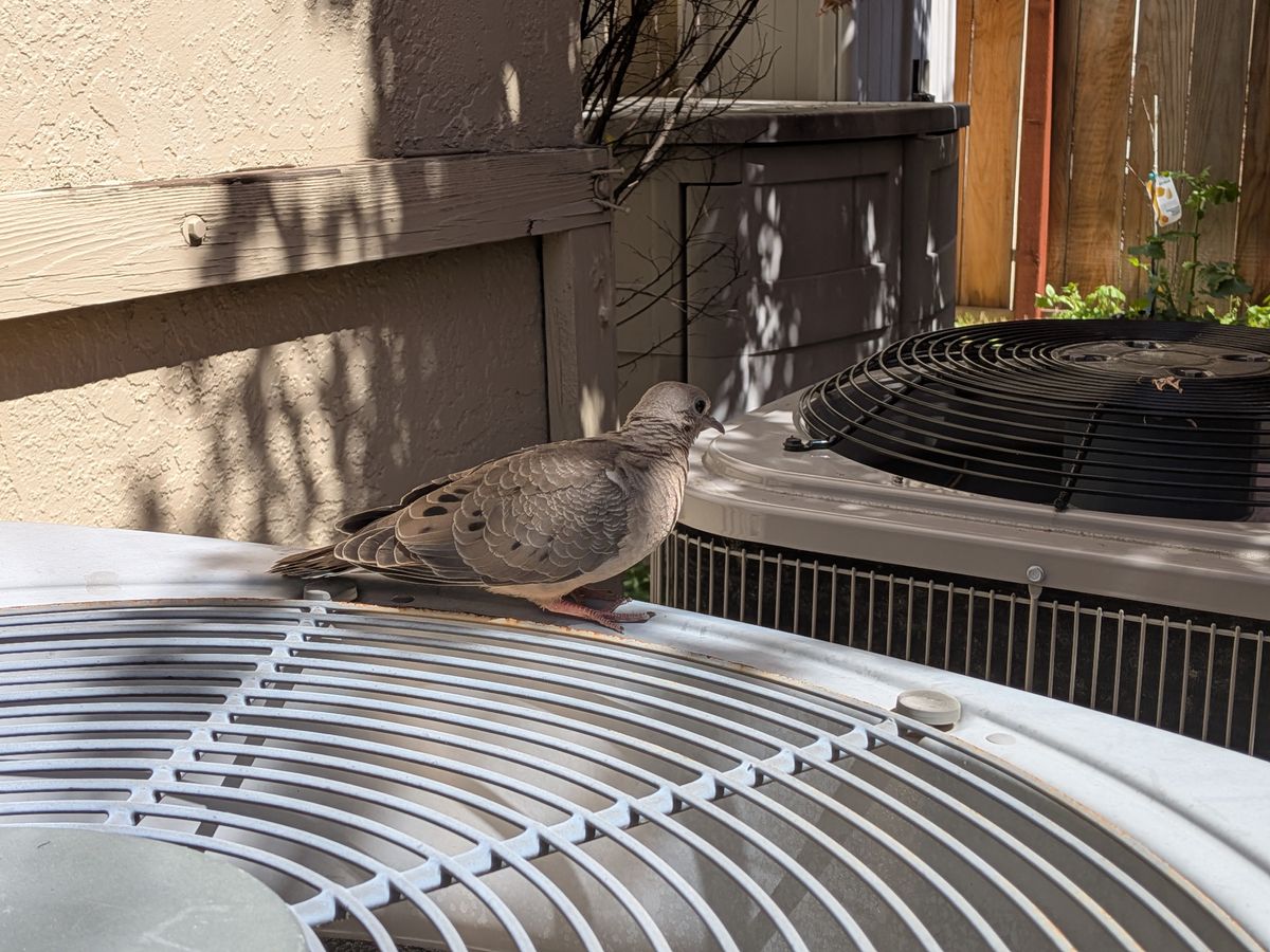 A Google Pixel 9a camera sample showing a dove sitting atop a HVAC.