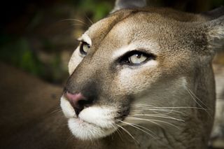 Pumas, super cats nature pbs