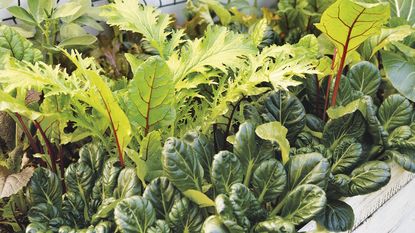 A raised bed holds lots of fall vegetables and salad leaves, including mizuna, mustards, bok choy, and chard