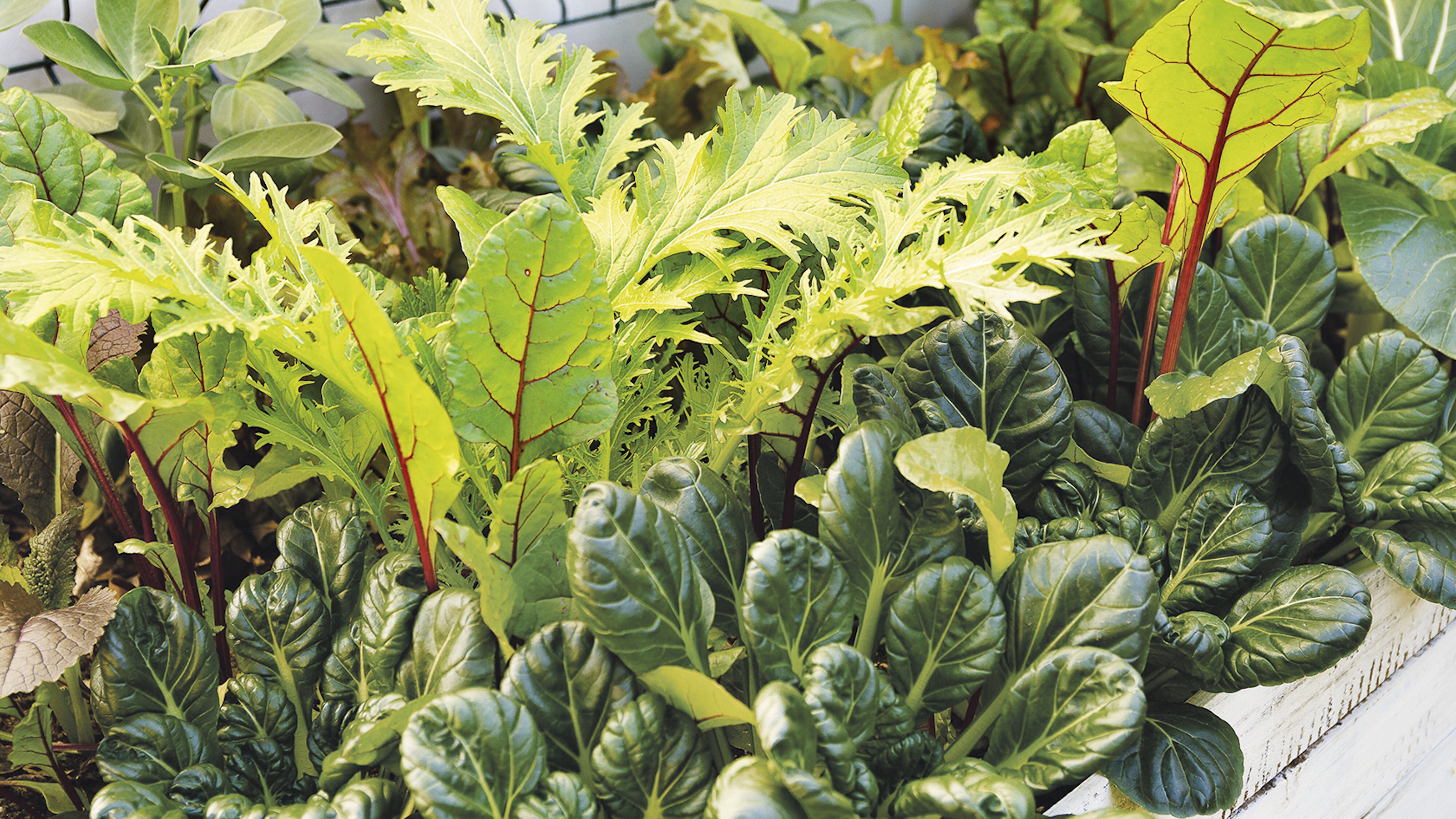 A raised bed holds lots of fall vegetables and salad leaves, including mizuna, mustards, bok choy, and chard