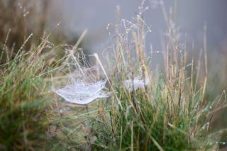 Viltrox AF 85mm F1.4 Pro lens sample gallery: cobwebd among long grass, decorated with water droplets on a winter's day