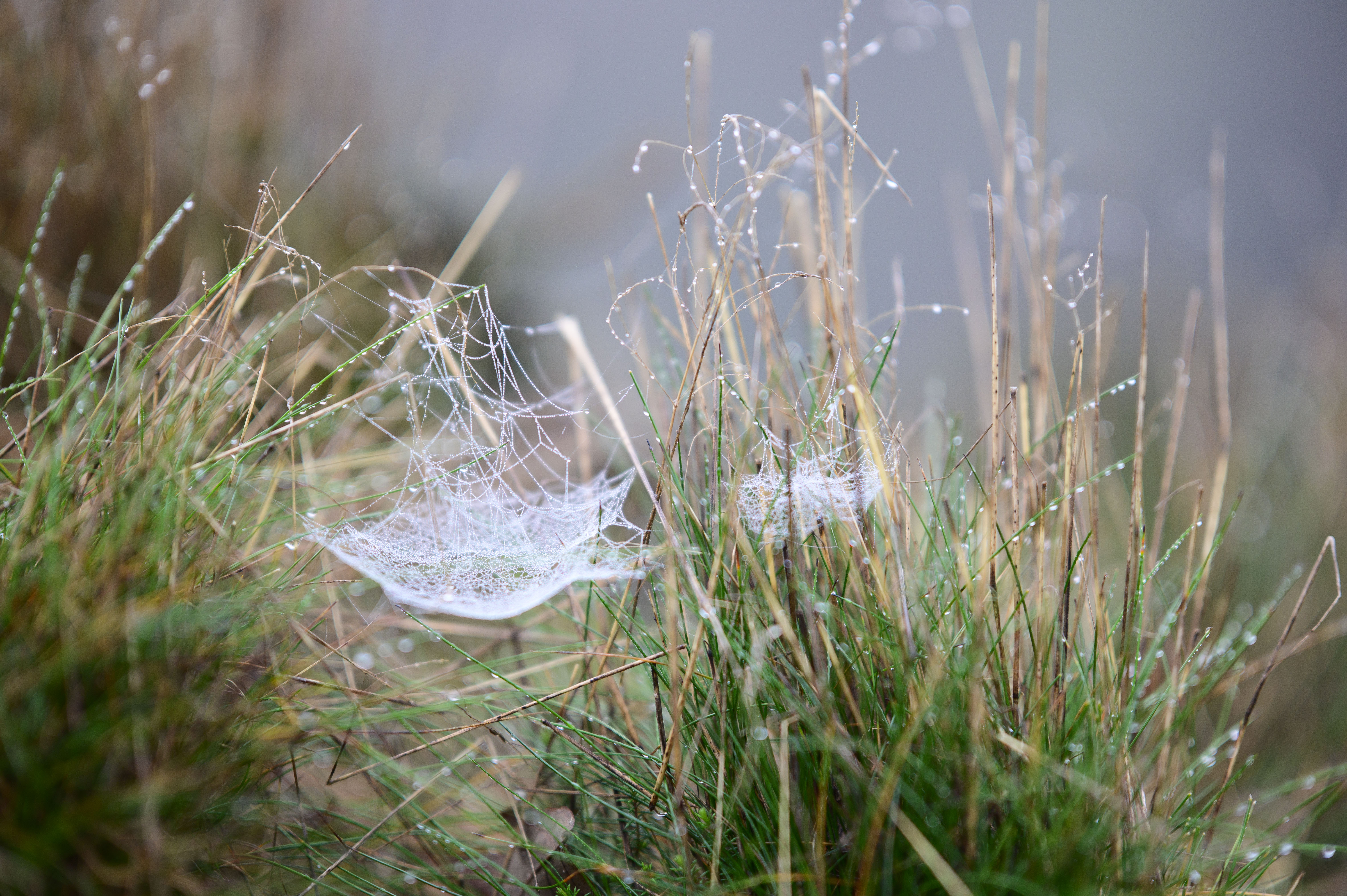 Viltrox AF 85mm F1.4 Pro lens sample gallery: cobwebd among long grass, decorated with water droplets on a winter's day