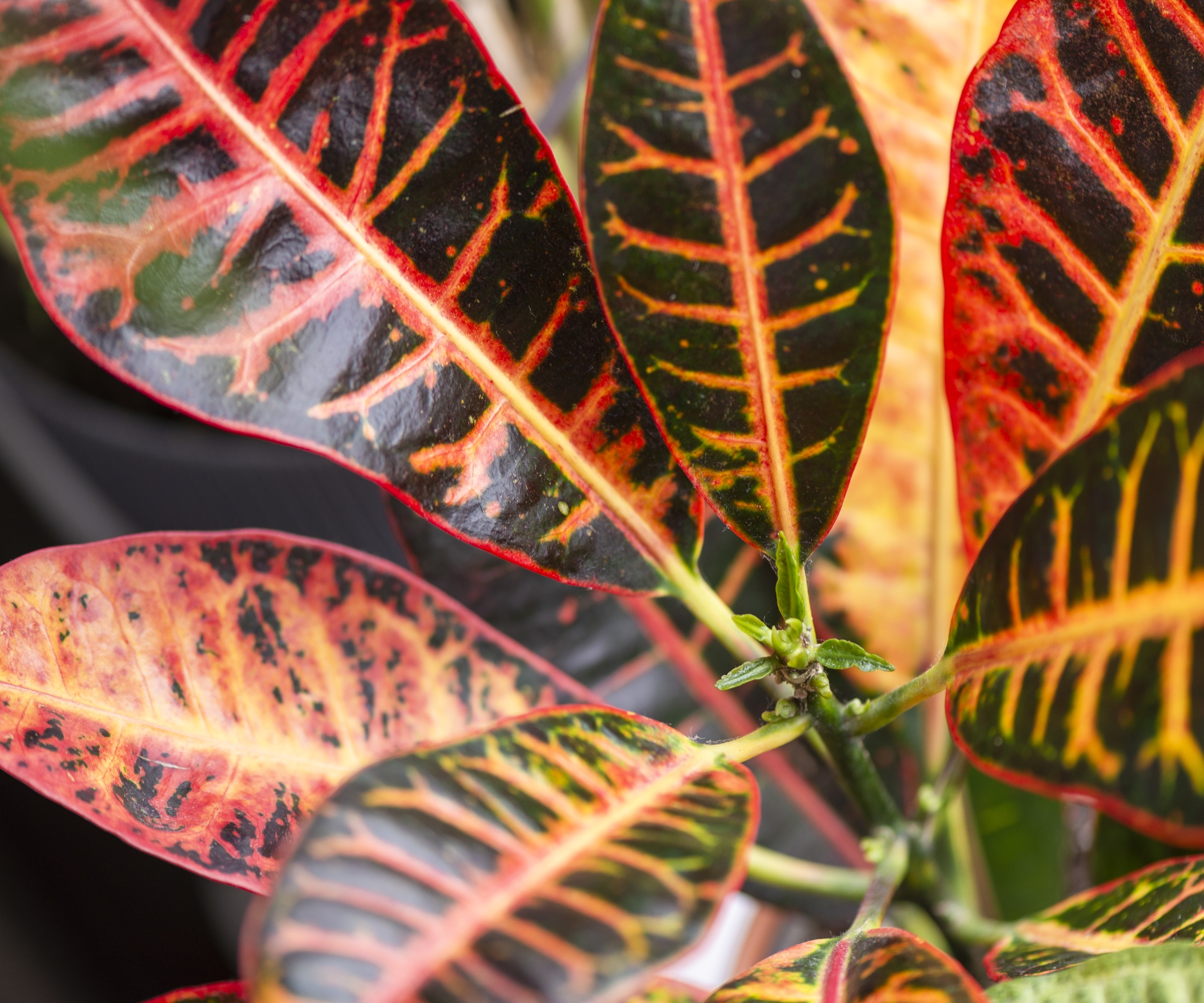 Close up of croton leaf