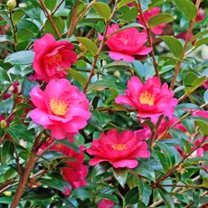 Hot pink flowers of winter flowering Camellia sasanqua