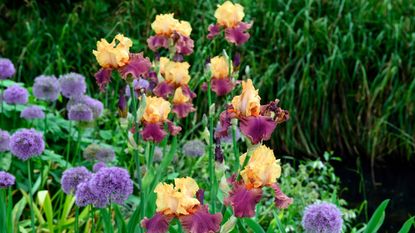 Purple Sensation Allium and bearded iris flowers in border