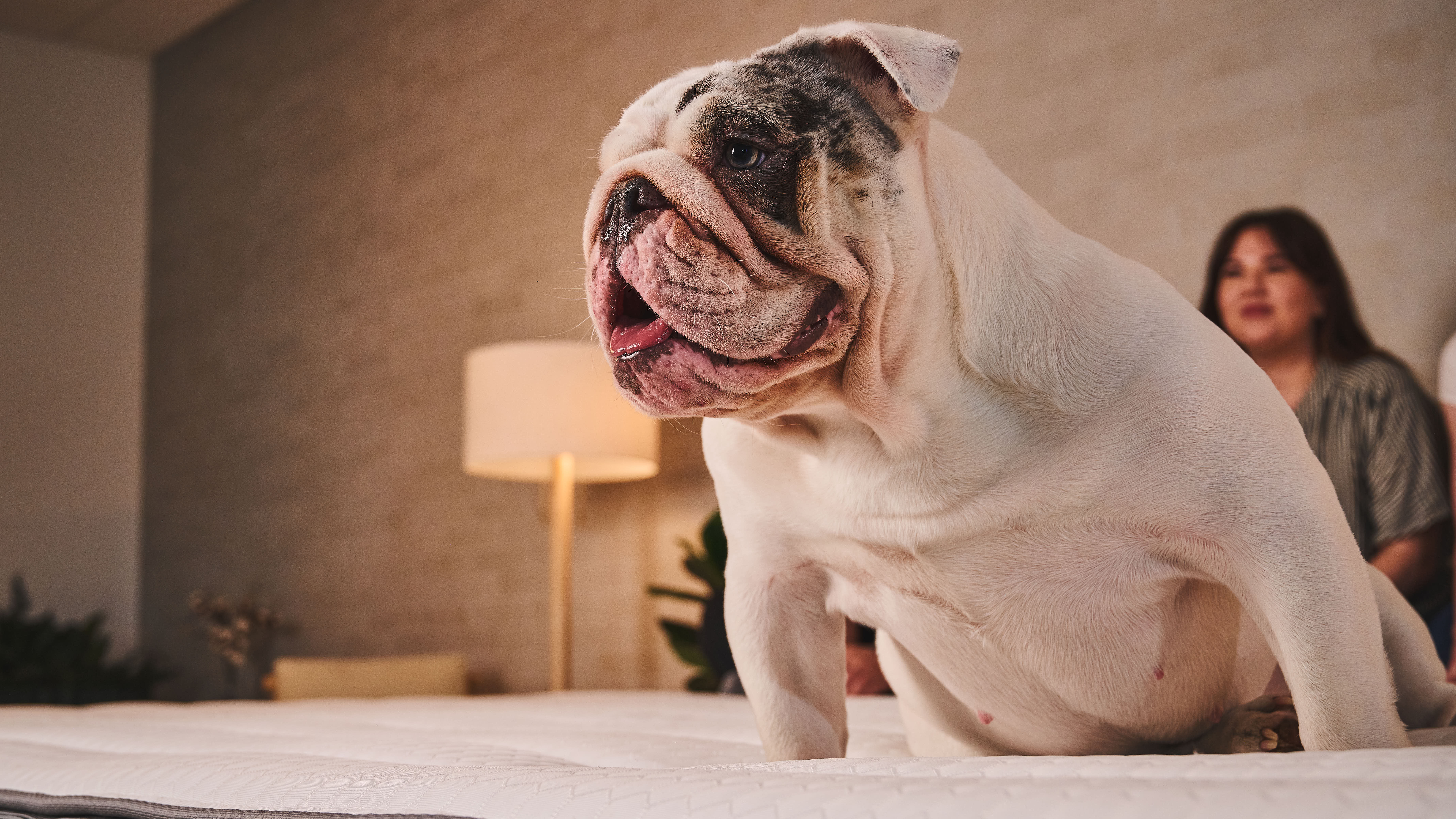 A dog sits on an Alaskan king mattress in a bedroom